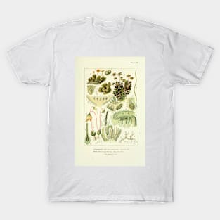 Liverwort and Moss - Botanical Illustration T-Shirt